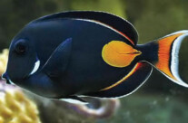 Achilles Tang