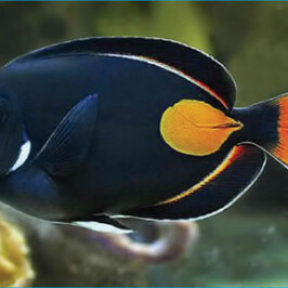 Achilles Tang