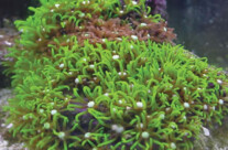 Star Polyps