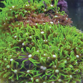 Star Polyps