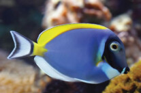 Powder Blue Tang