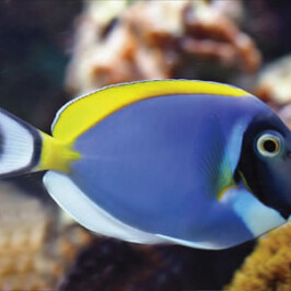Powder Blue Tang