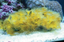 Yellow Polyps
