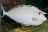 Unicorn Tang