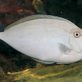 Unicorn Tang