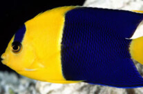 Bicolor Angel