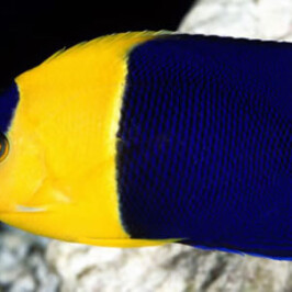 Bicolor Angel