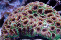 Moon Coral