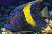 Maculosus Angel