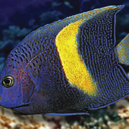 Maculosus Angel