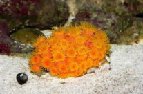 Sun Coral