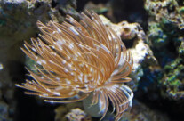 Tube Worm
