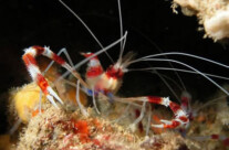 Boxing Shrimp
