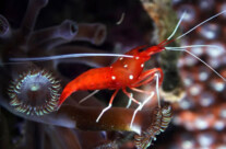 Fire Shrimp