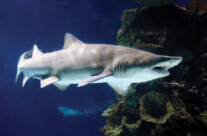Sand Tiger Shark