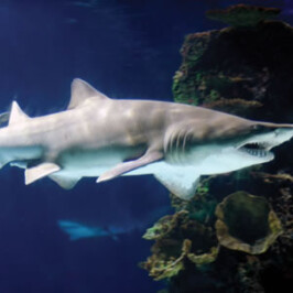 Sand Tiger Shark