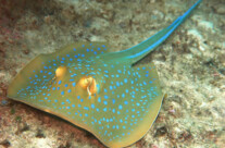 Blue Spotted Stingray