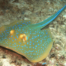 Blue Spotted Stingray