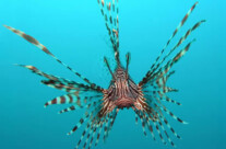 Volitan Lion Fish