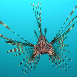 Volitan Lion Fish