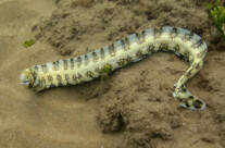 Snowflake Moray