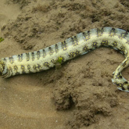 Snowflake Moray