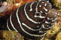 Zebra Moray