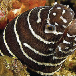 Zebra Moray