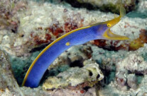 Blue Ribbon Eel