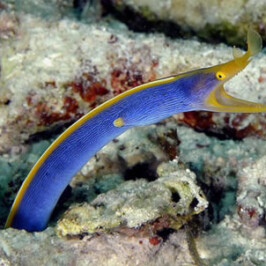 Blue Ribbon Eel