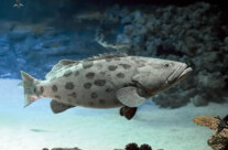 Giant Grouper