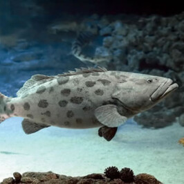 Giant Grouper