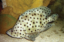 Panther Grouper
