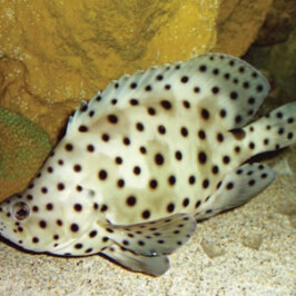 Panther Grouper