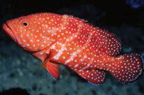 Miniatus Grouper