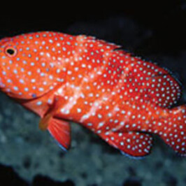 Miniatus Grouper