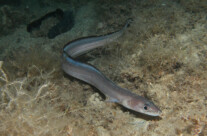 Conger Conger