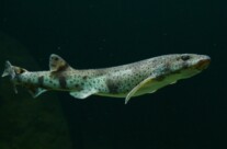 Scyliorhinus Canicula