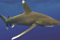 White Tip Reef Shark