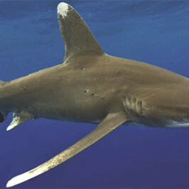 White Tip Reef Shark