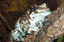 Amazon Milk Frog