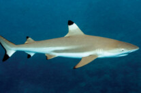 Black Tip Reef Shark