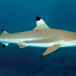 Black Tip Reef Shark