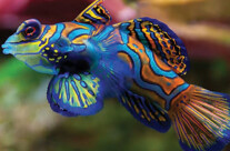 Blue Green Mandarin