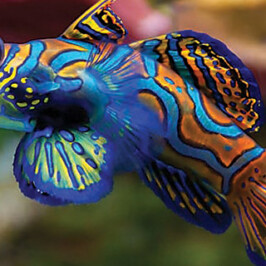 Blue Green Mandarin