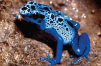 Dendrobates Azureus