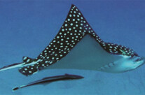 Eagle Ray