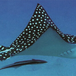 Eagle Ray