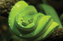 Green Tree Python