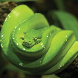 Green Tree Python